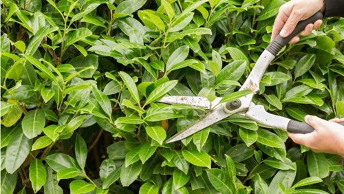 portugese laurier haag snoeien